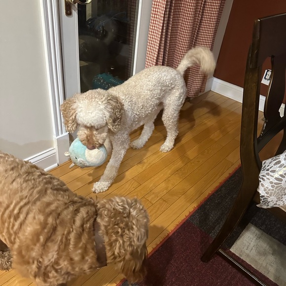 Meet your Posher, Brenda - Picture 4 of 6